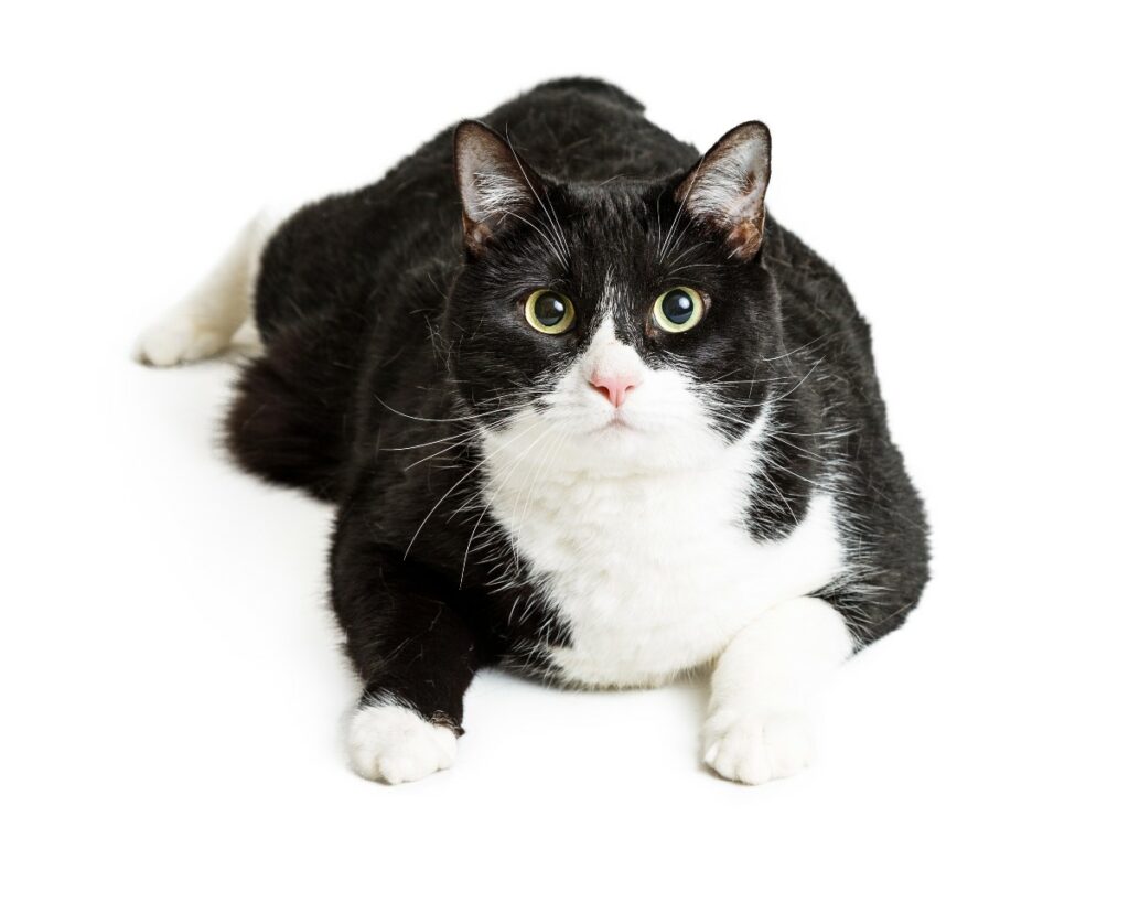 El sobrepeso de los gatos no es un juego, así debe controlar la dieta. / Getty Images