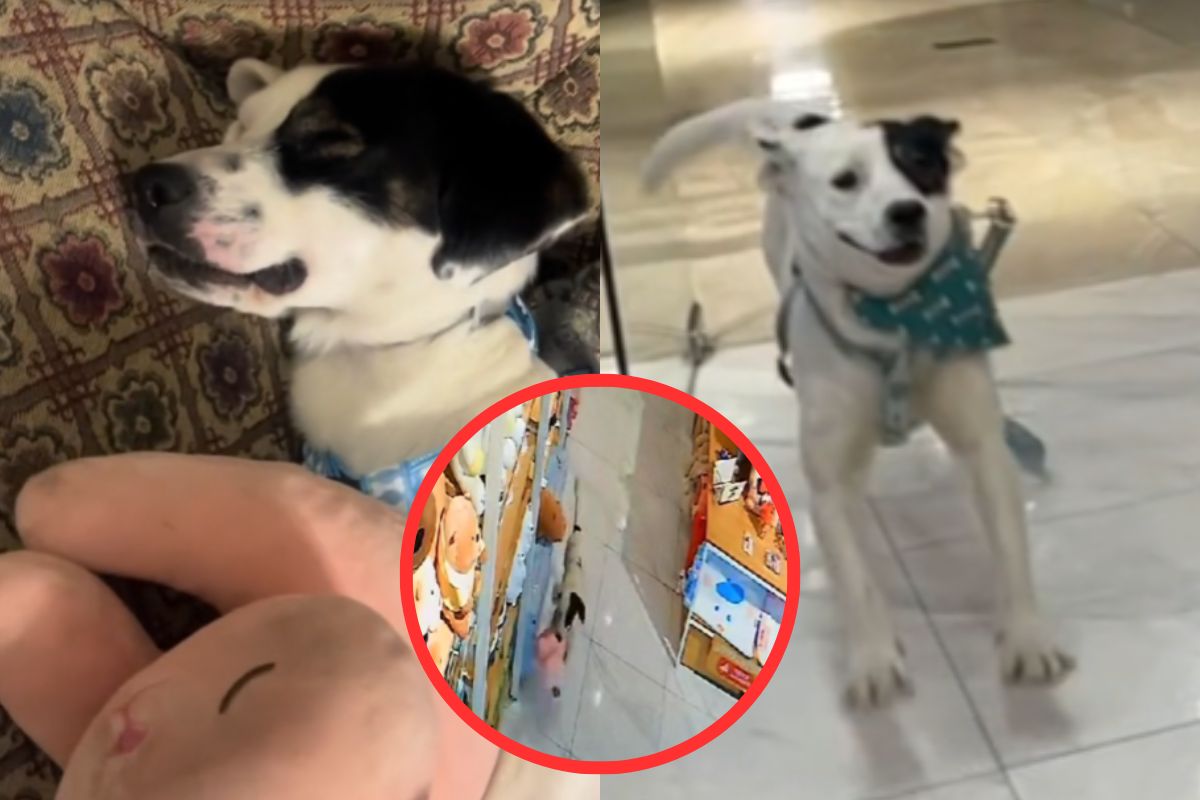 Miniso adoptó a perro que trató de robarse un peluche de sus tiendas y se volvió viral
