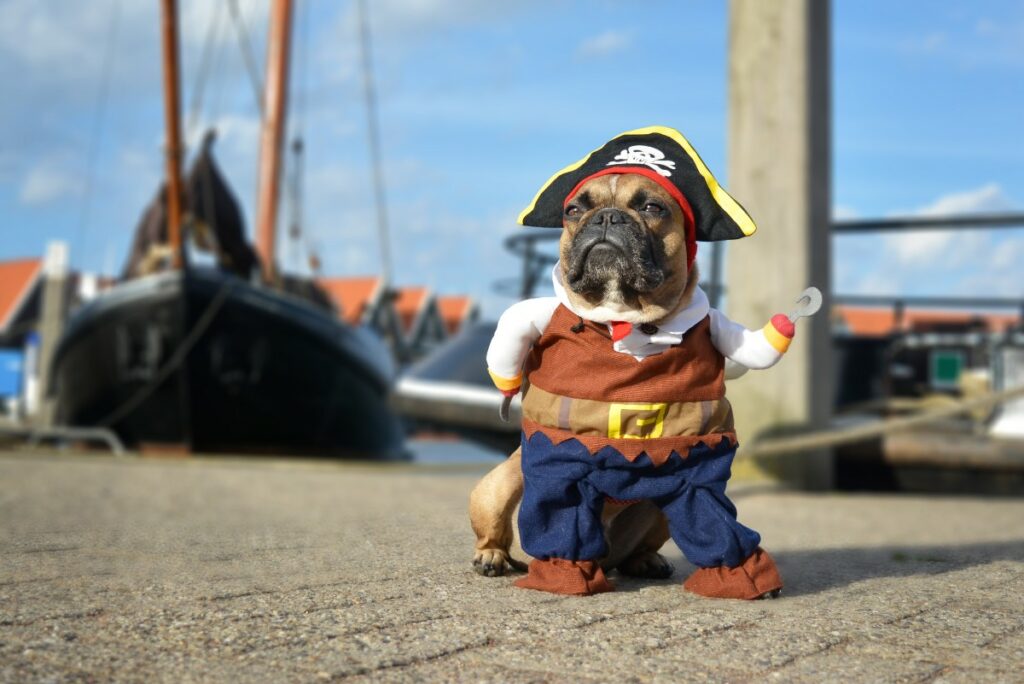  Ideas de disfraces para su mascota Pug para Halloween. / Getty Images