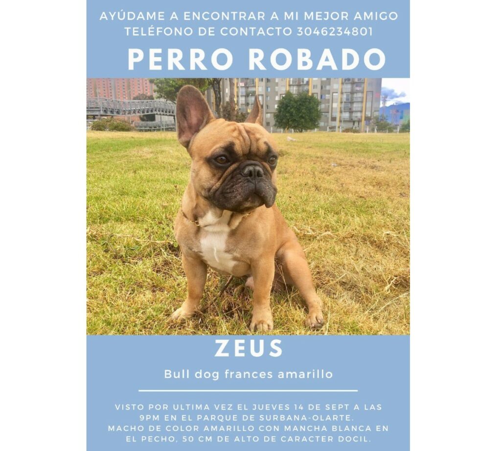 La dueña ofrece una recompensa de $1,000,000 a quien proporcione información verídica sobre el paradero de Zeus. / Cortesía para Pulzo