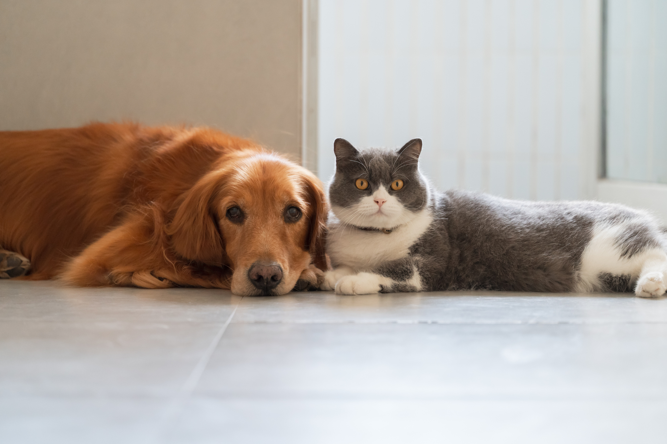 Cómo reconocer falta de vitaminas en las mascotas, causas y más