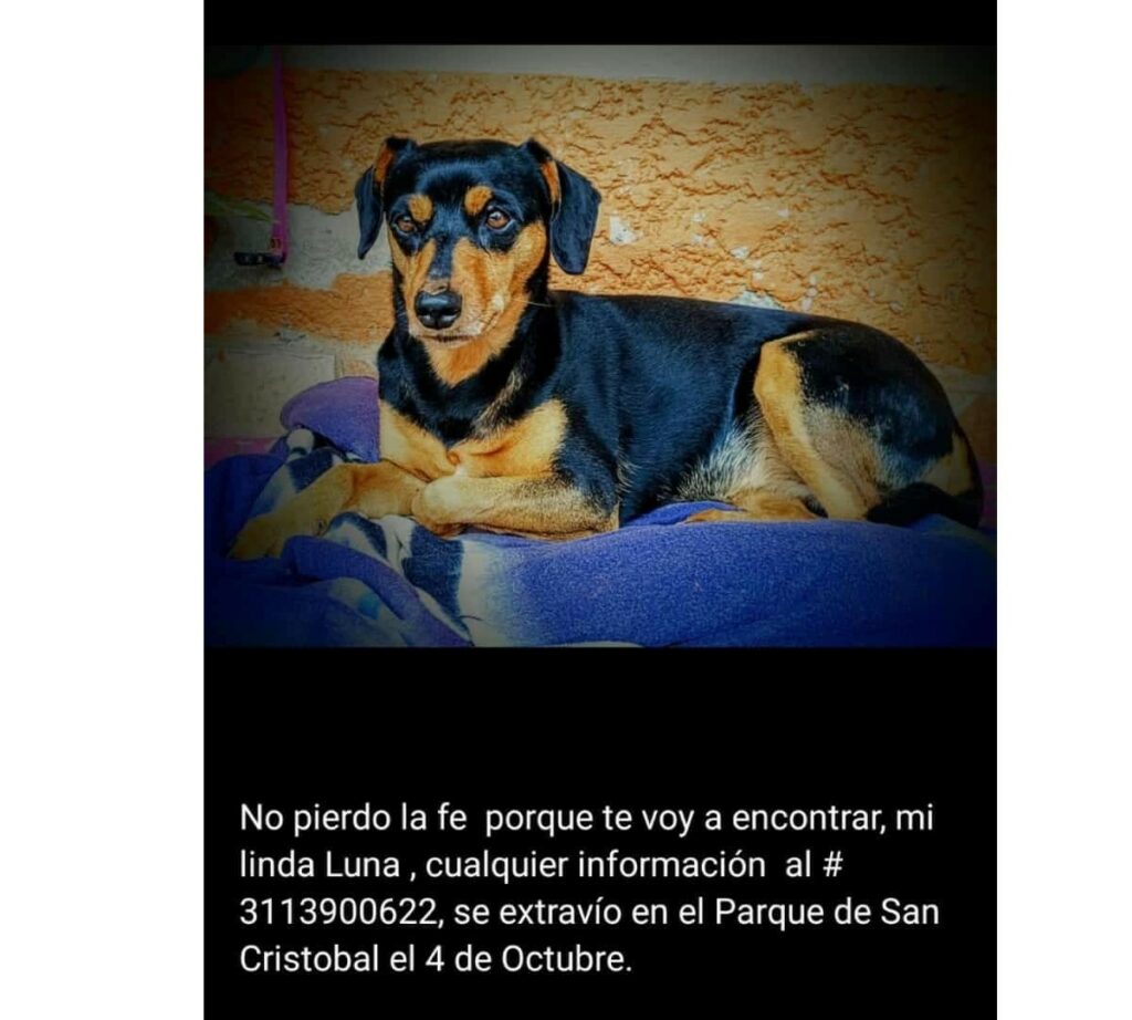 Luna tiene puntos en su pierna izquierda debido a que cuando era más joven y muy traviesa, se los hizo con un alambre de púa. / Cortesía para Pulzo.