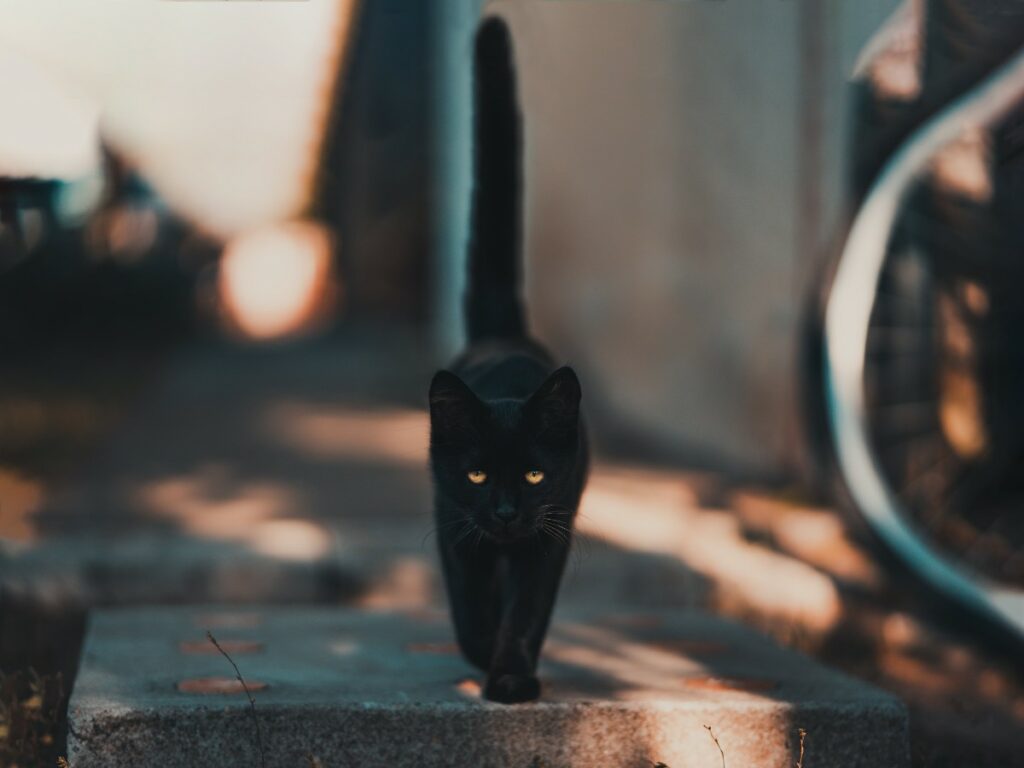 Algunos animales pueden tener malas experiencias durante esos días, específicamente, los gatos negros. / Pexels