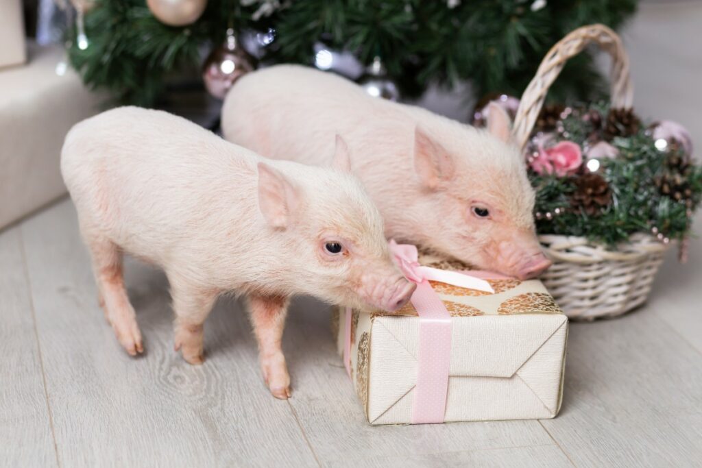 Los 'mini pigs' se caracterizan por tener un promedio de vida de 12 a 15 años. / Getty Images.