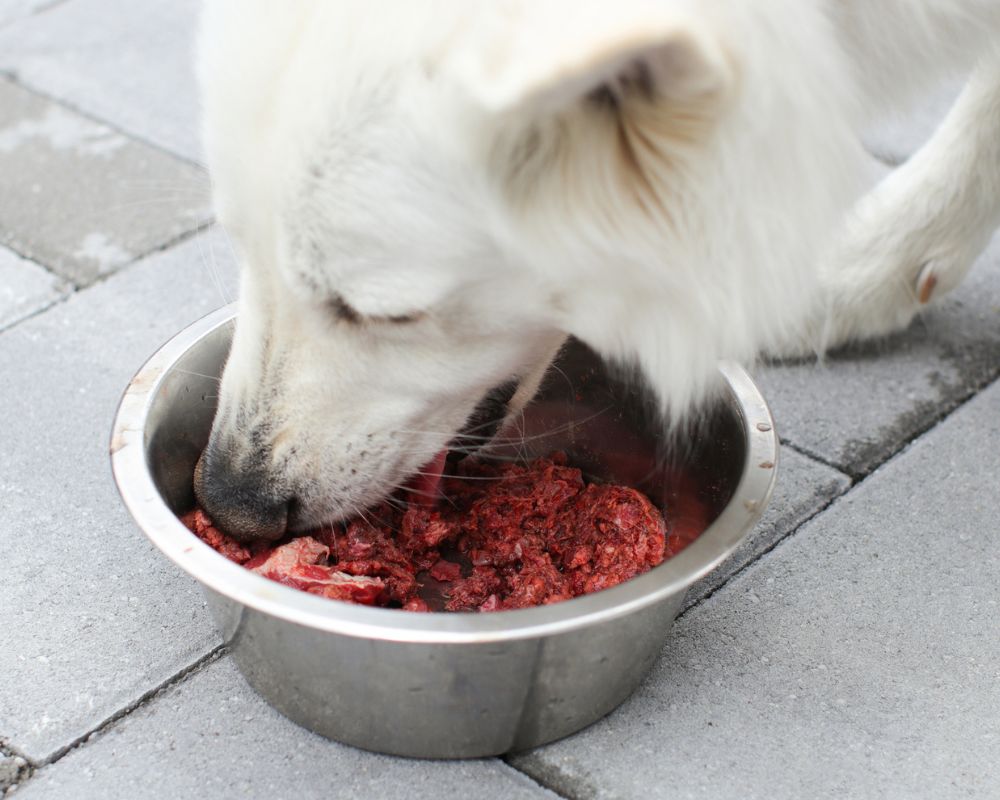 que tipo de carne cruda pueden comer los perros