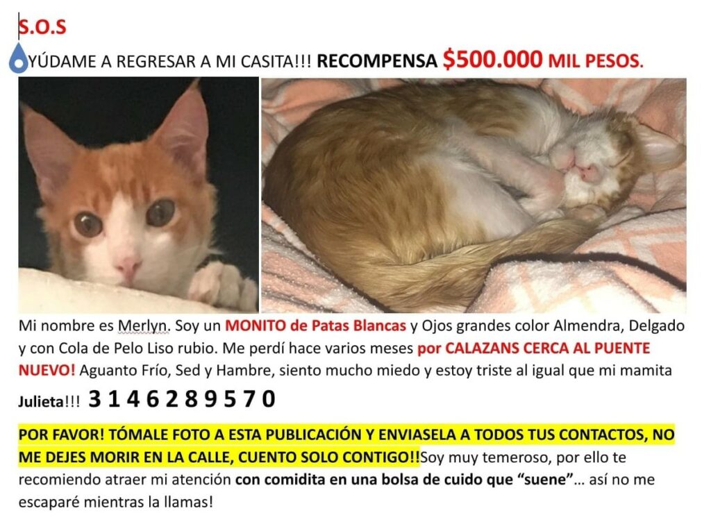 Merlyn, un gato criollo, se perdió en el barrio Calazans, cerca del puente nuevo en el noroccidente de Medellín. / Cortesía Pulzo.