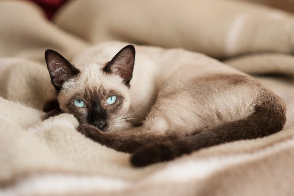 Los gatos siameses son reconocidos por su temperamento activo, sociable e inteligente. / Getty Images