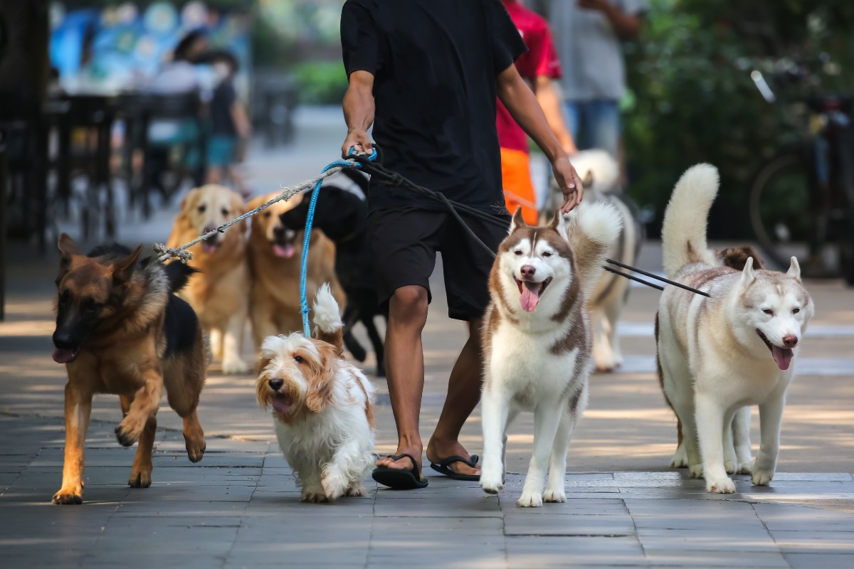 necesitas entrenamiento para ser un paseador de perros