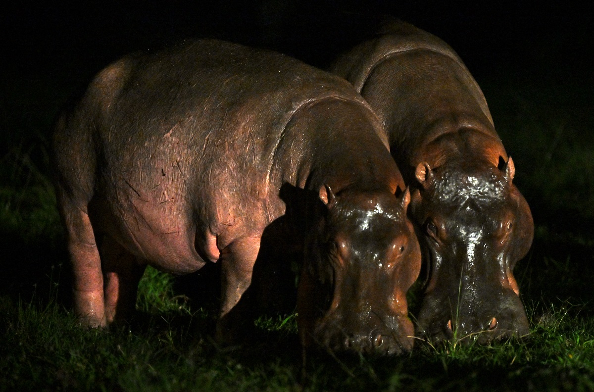 Algunos de los hipopótamos de Pablo Escobar sí serán sometidos a la eutanasia