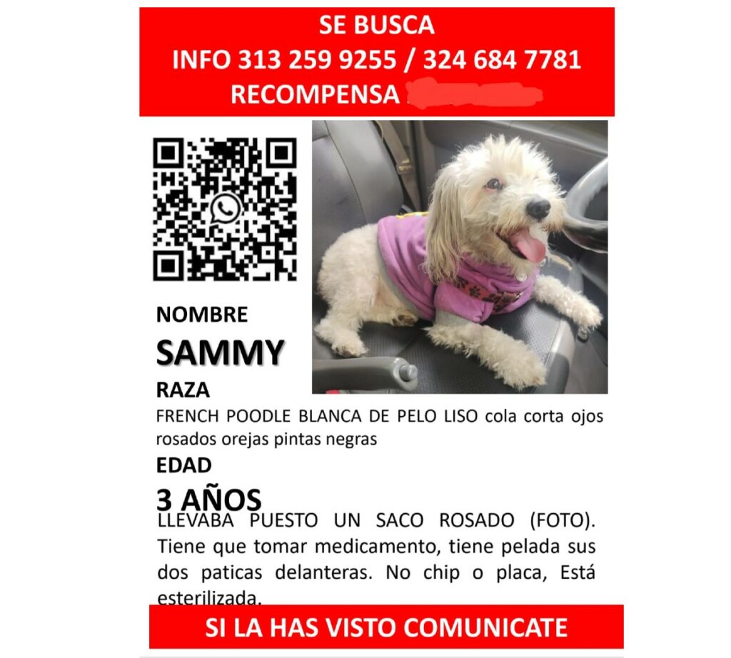 Sammy es una french poodle, de tres años, que desapareció hace unos días en el municipio de Madrid, Cundinamarca. / Cortesía para Pulzo.
