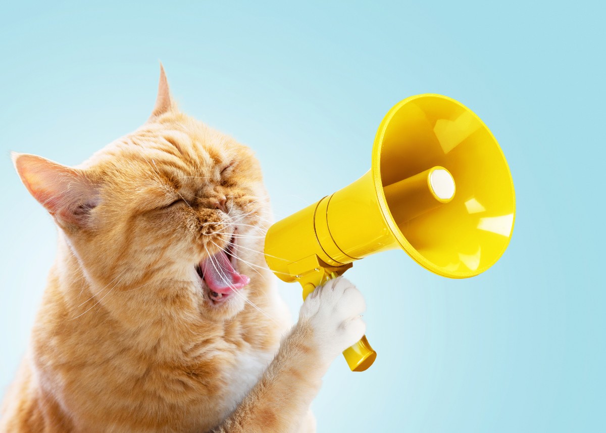 Los gatos utilizan una amplia variedad de sonidos para comunicarse con los humanos y otros animales.