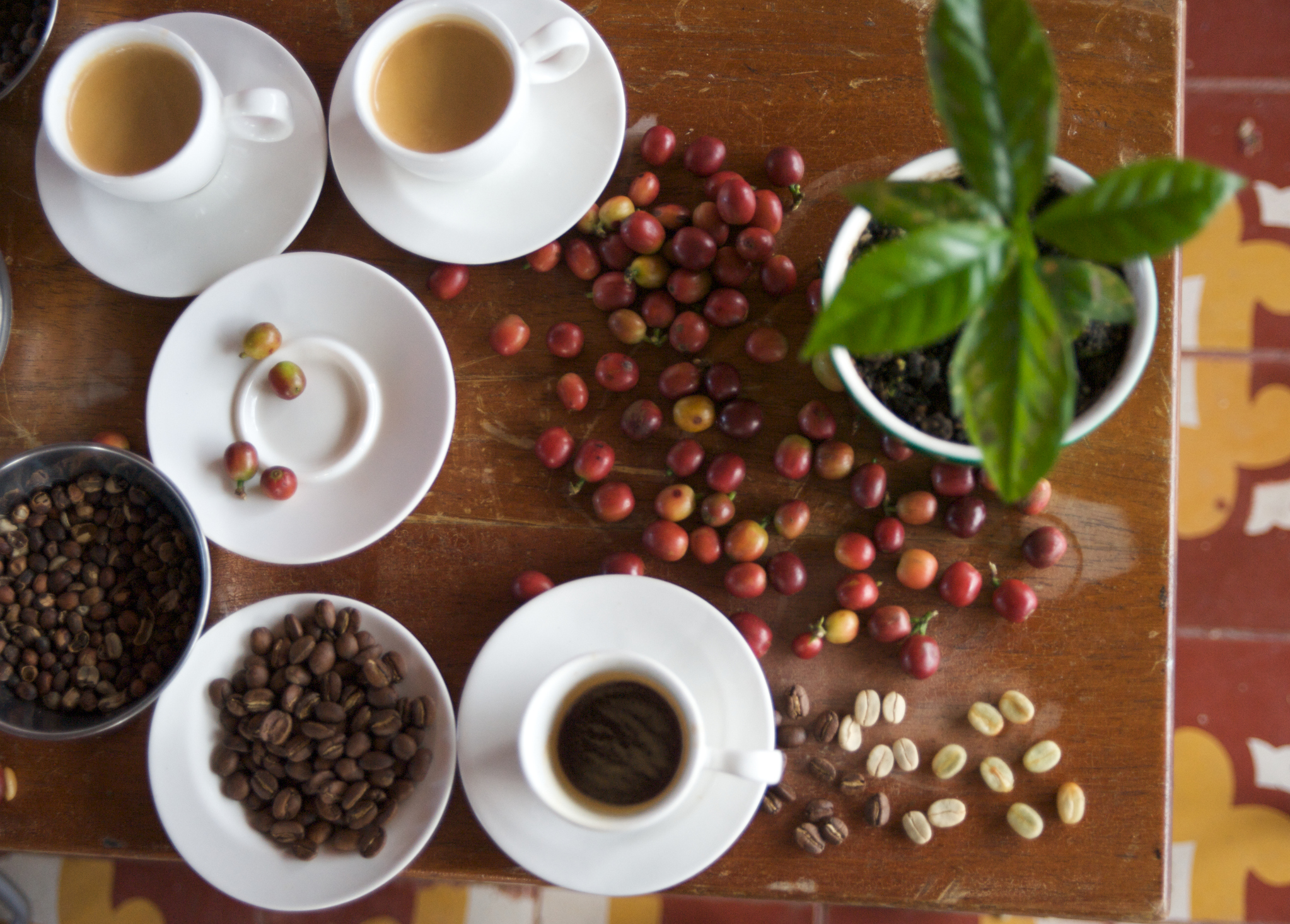 Cuál es el origen real del café, no es colombiano