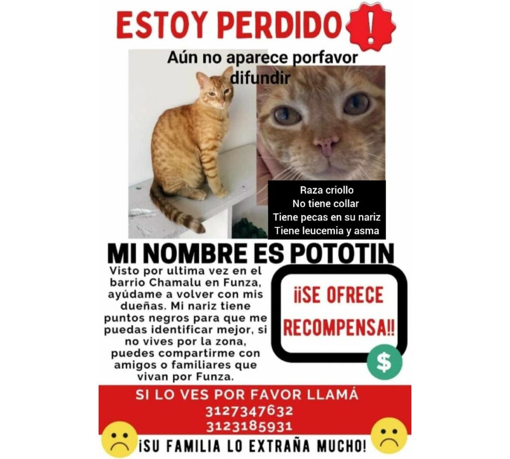 Desapareció gato criollo en Funza, Cundinamarca; tiene leucemia y asma, si lo ha visto comuníquese a los teléfonos que aparecen en este cartel. / Cortesía para Pulzo.
