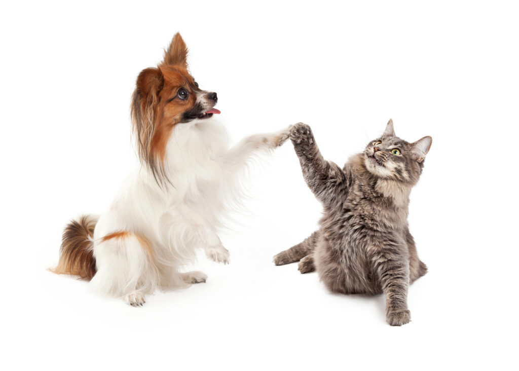 A los gatos se les puede enseñar a convivir con perros. / Foto Getty Images.
