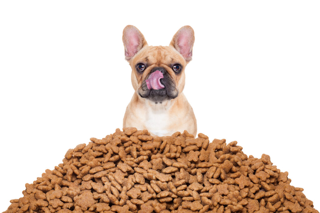 Cuando envejece el animal se recomienda el uso de comida húmeda. / Getty Images