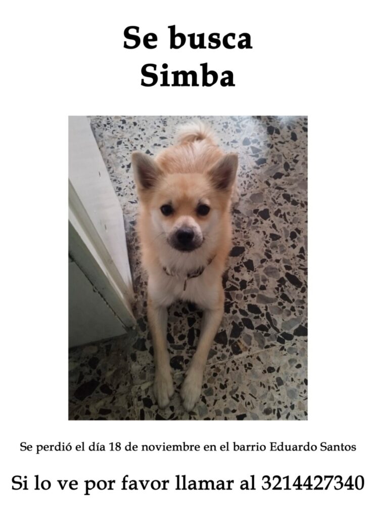 Simba es un perro que come mucho y le gusta que lo consientan. / Cortesía Pulzo