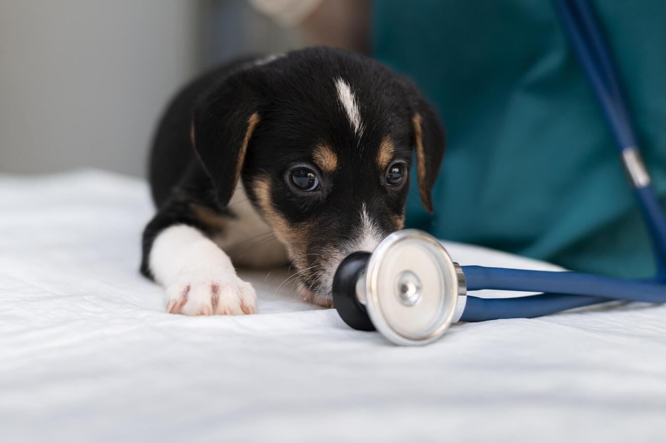 El moquillo puede ser una enfermedad muy letal en perros sin vacunas.