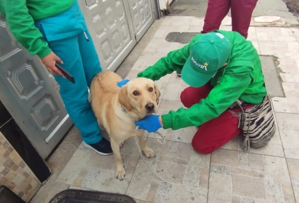 Inspección a condiciones de perros del Aeropuerto El Dorado / Procuraduría