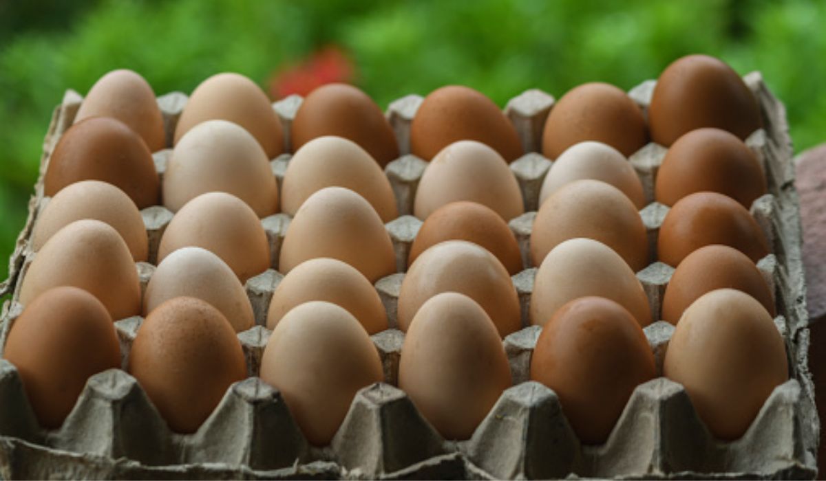 Fenavi: producción de huevo y pollo llegará a cifras históricas en 2023