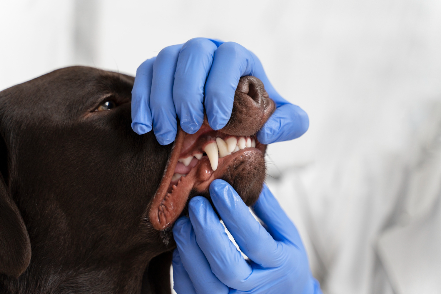 Perro siendo atendido por veterinario en sus dientes.