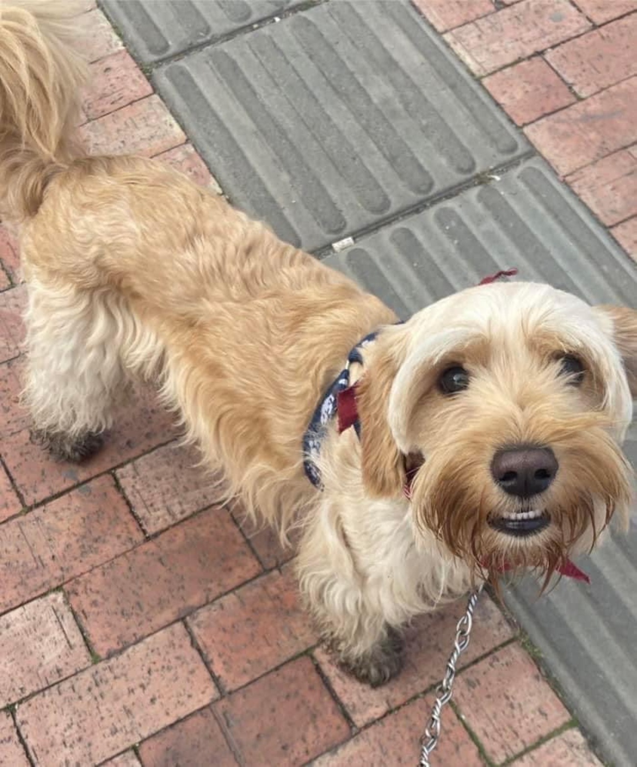 Dobi perro desaparecido en el barrio Kennedy en Bogotá