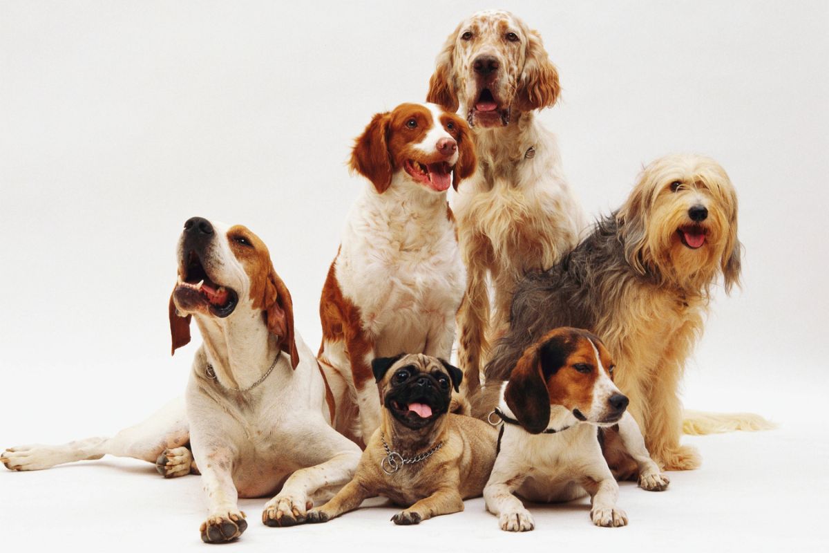 Foto de 5 perros, a propósito de cuánto dinero gastan sus amos al mes