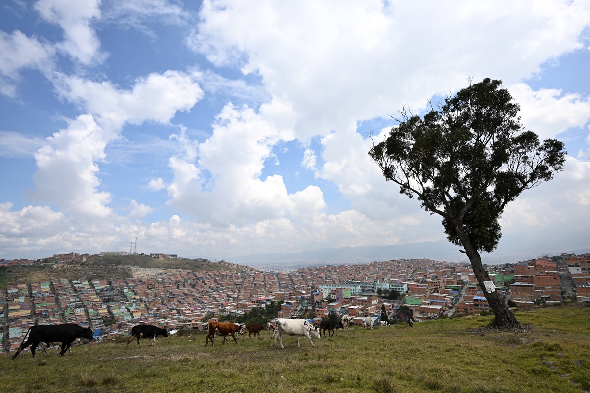Solitario árbol con leyenda macabra será declarado patrimonio cultural de Bogotá