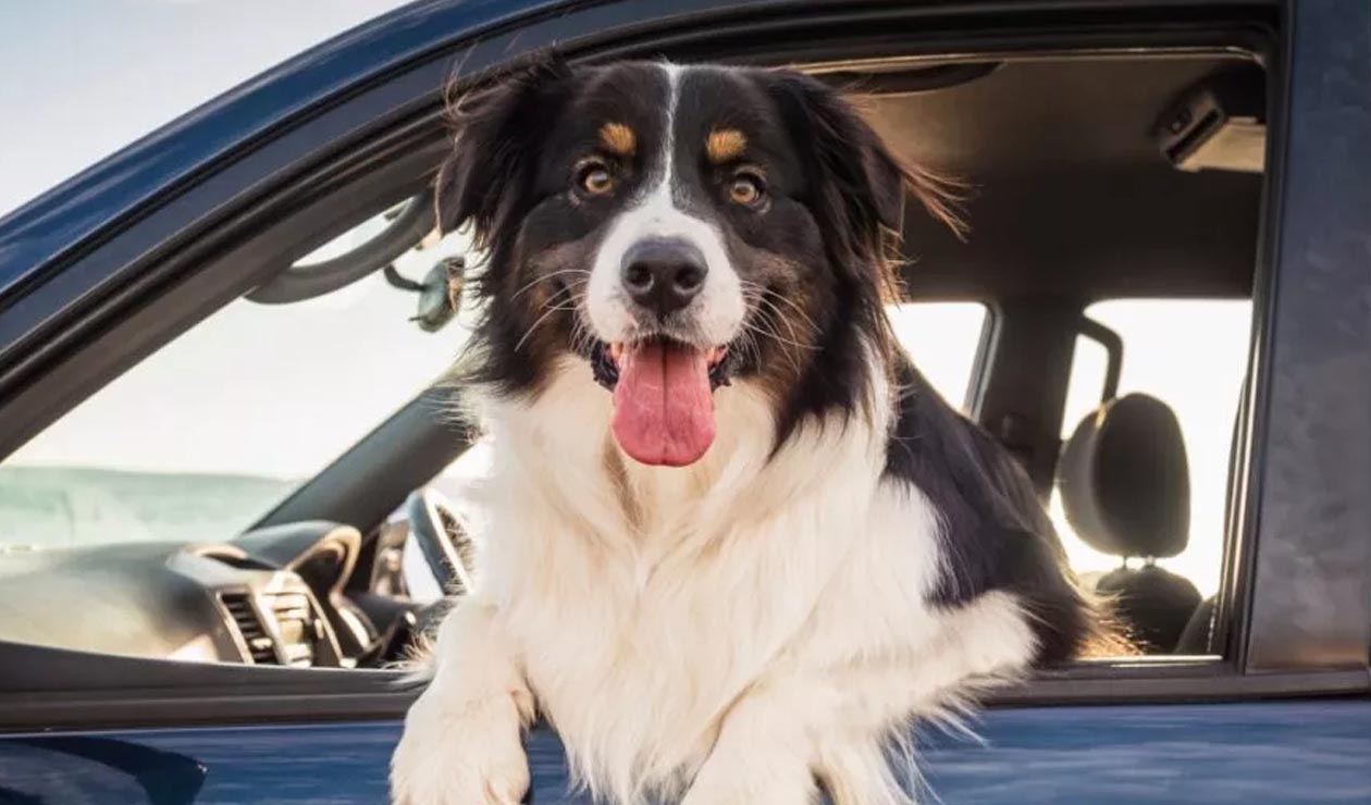 Cómo viajar por carretera con la mascota sin estresarse; preparación y cuidados