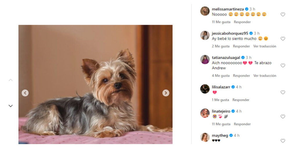Andrea Guerrero lamentó muerte de su perro 'Milito' y varias celebridades le enviaron mensajes de apoyo/Foto: Instagram @andreaguerreroquintero.