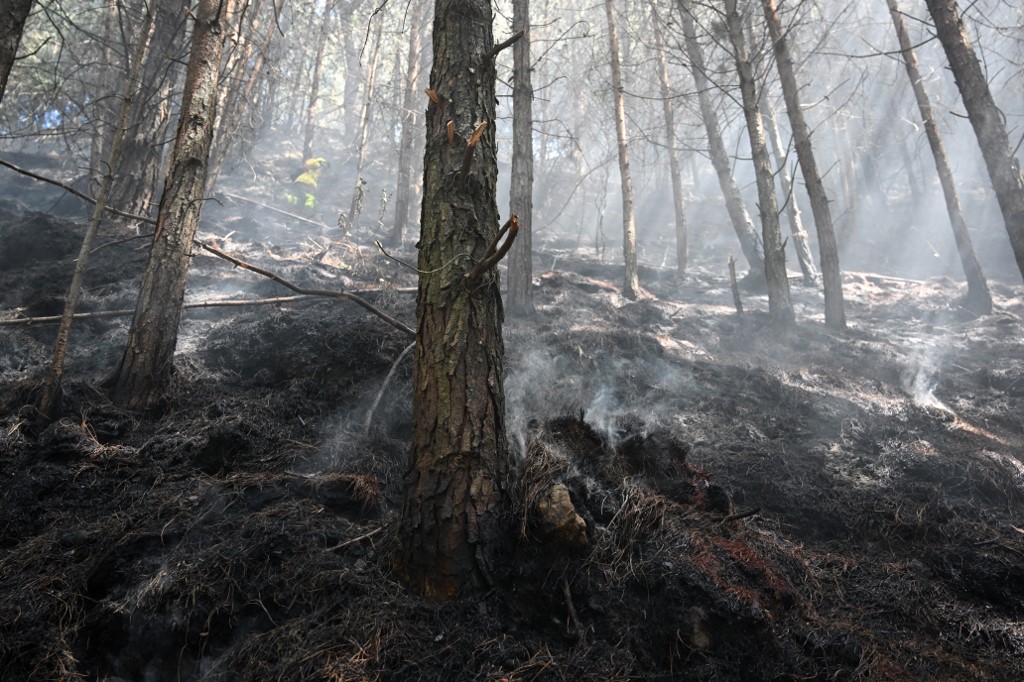 Bosques quemados durante incendios forestales de enero de 2024 en Colombia.