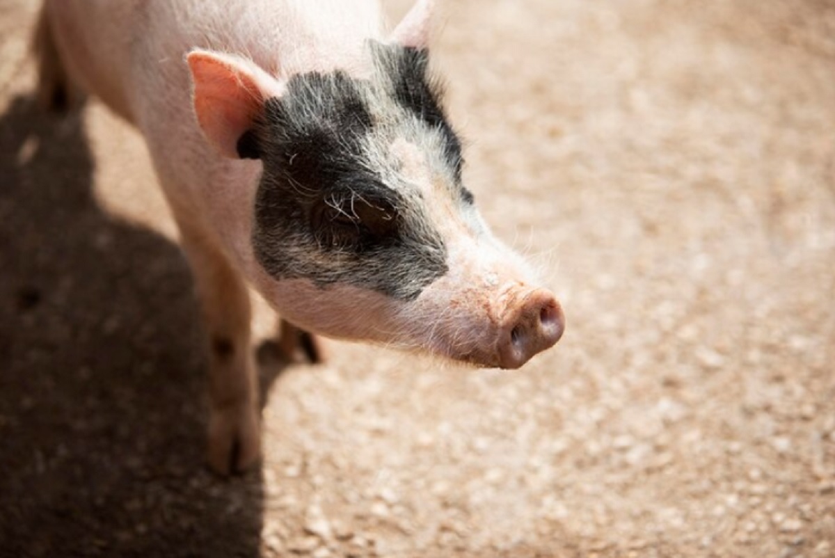 Empresa hace pedicuras para cerdos: mujer se forró en plata con eso en Francia