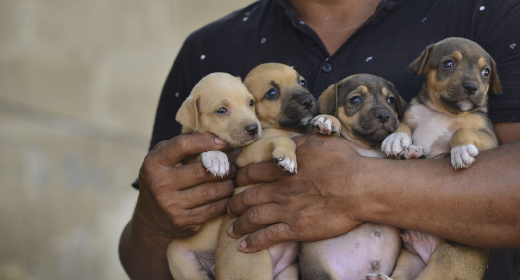 En Cartagena lanzan iniciativa para combatir el abandono de perros y gatos