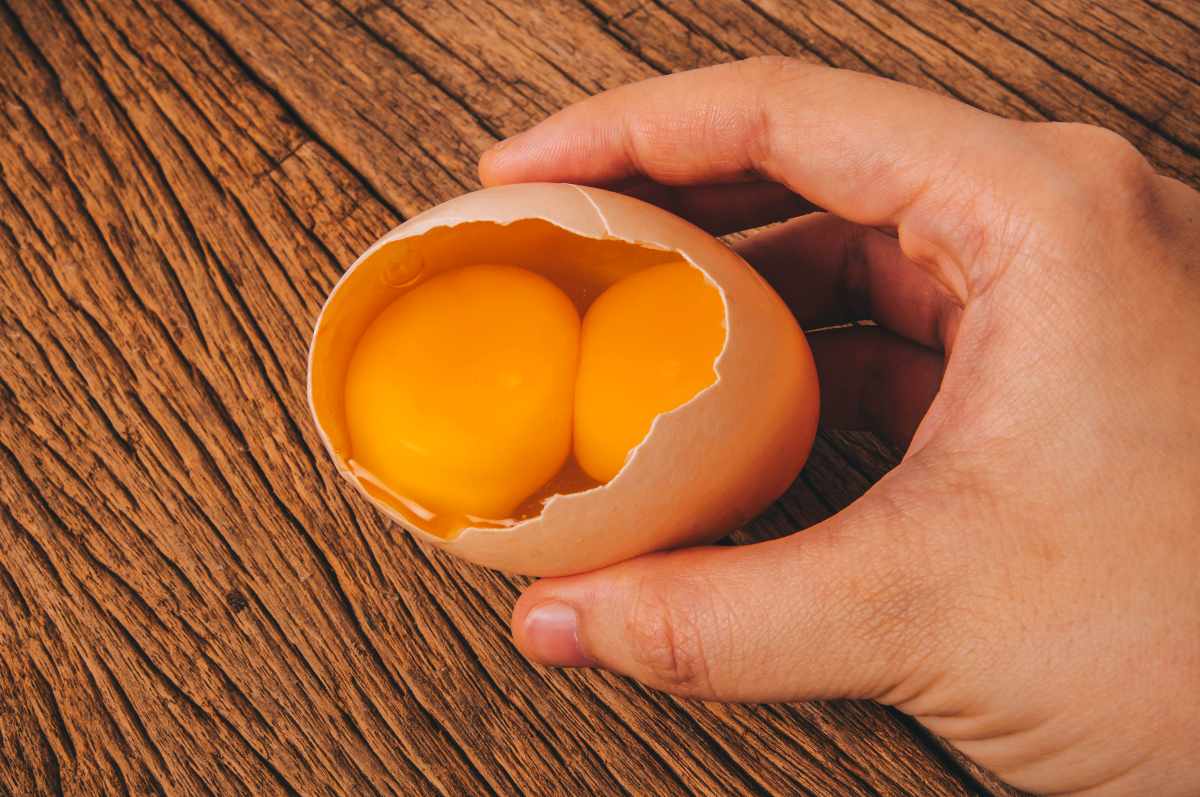 Foto de huevo, en nota de por qué hay estos alimentos con dos yemas: explicación real y si su consumo es saludable
