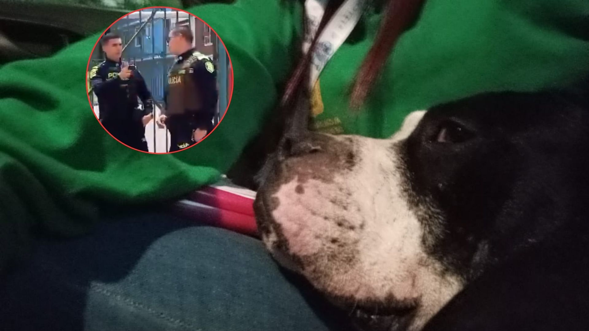 Imagen de perro por nota sobre presunto caso de maltrato animal en manos de policía