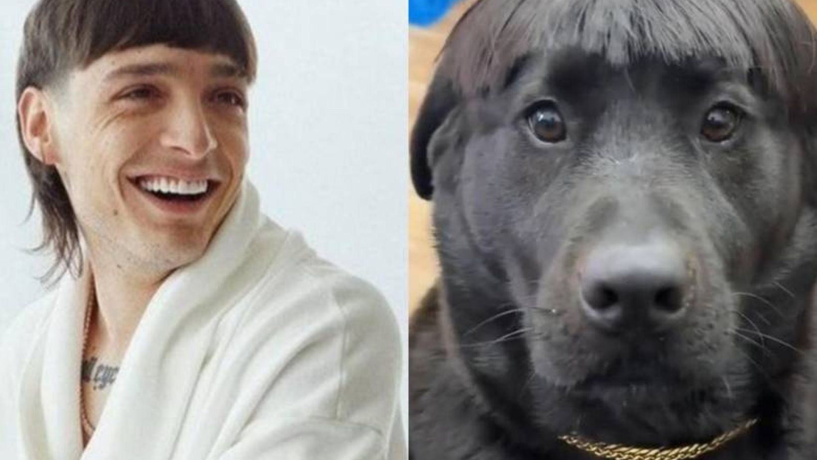 Perro se hizo viral por su parecido a Peso Pluma: le hicieron corte de pelo