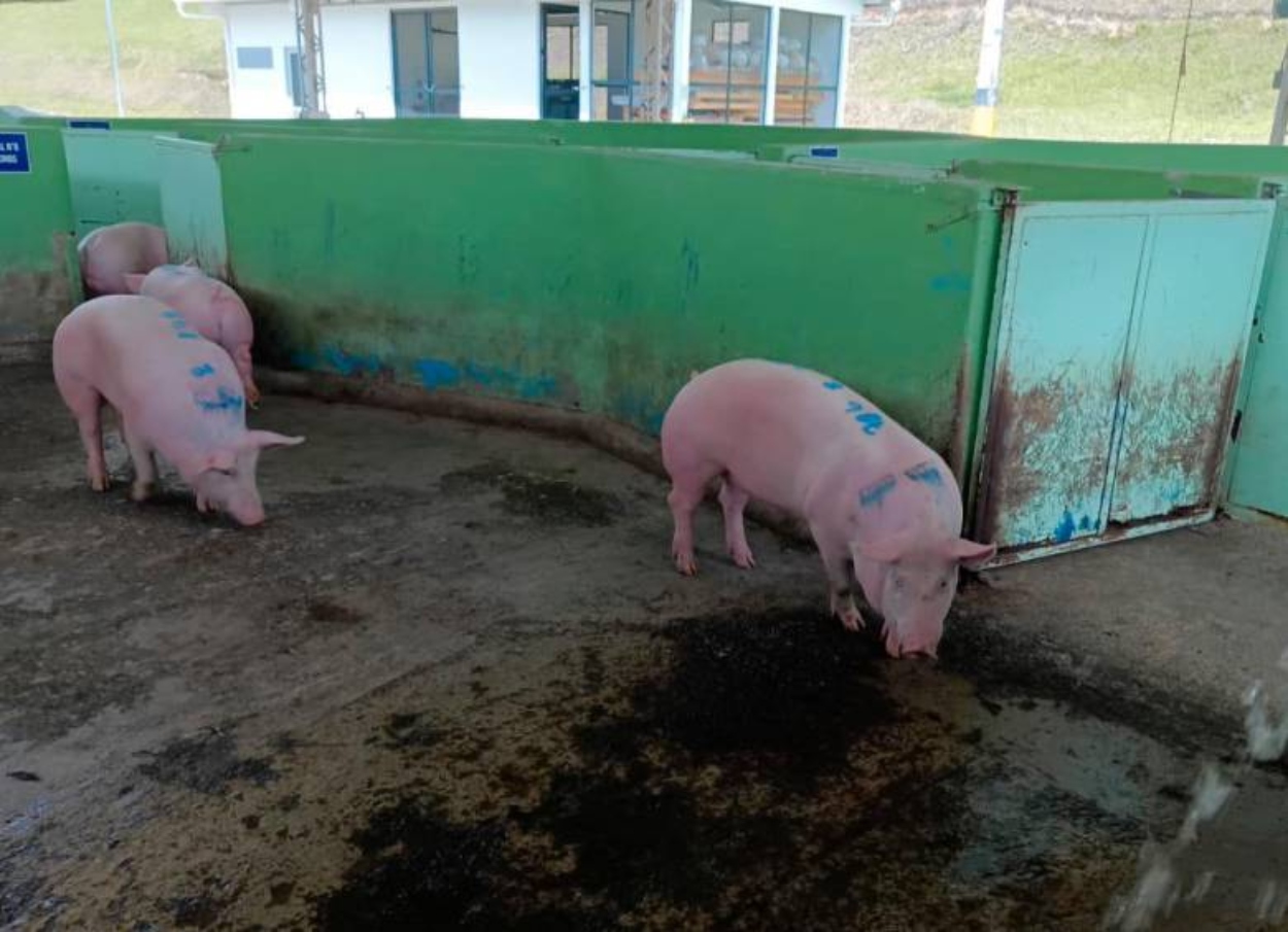 Campesino antioqueño denuncia estafa en la venta de 12 cerdos