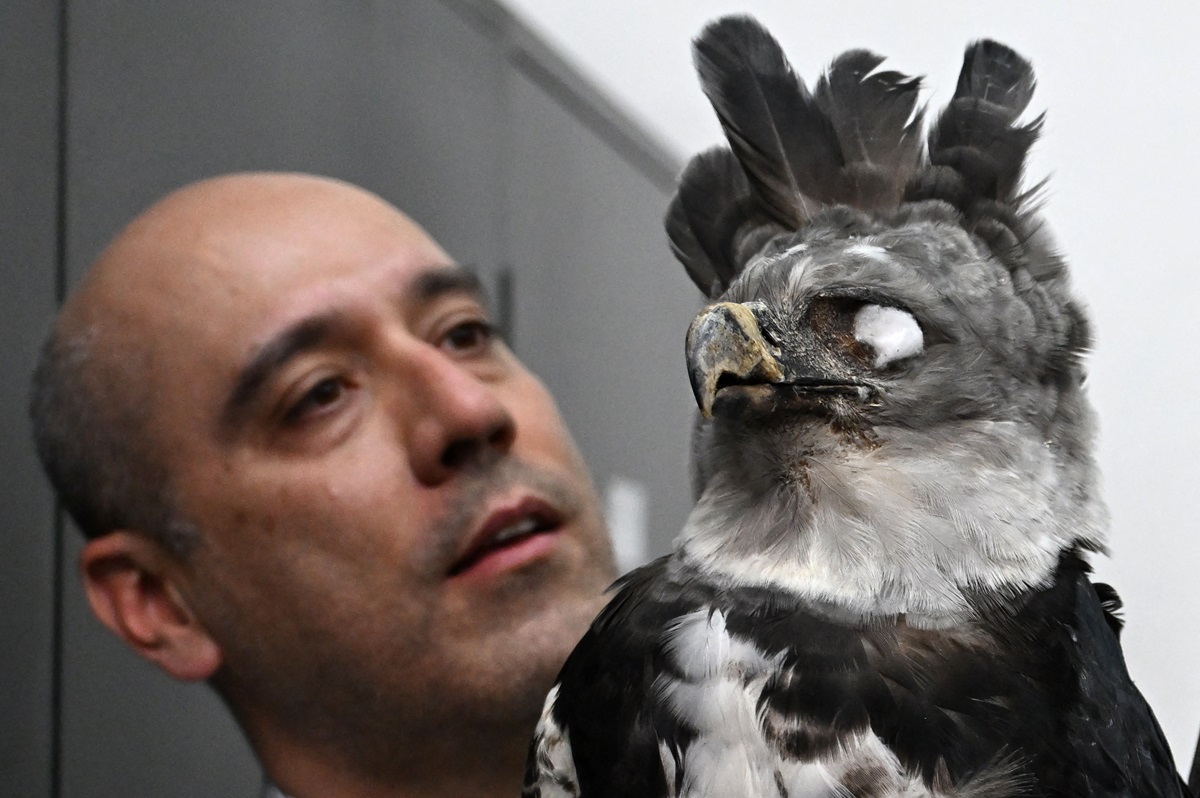 Está en peligro colección de aves de Universidad Nacional de Colombia