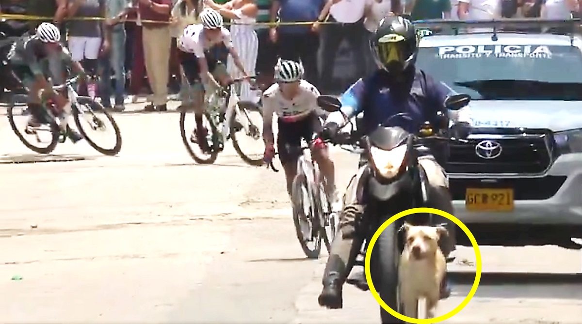 Perro, que ‘ganó’ etapa hoy en Vuelta al Tolima, Colombia, 2024; ciclistas, regados