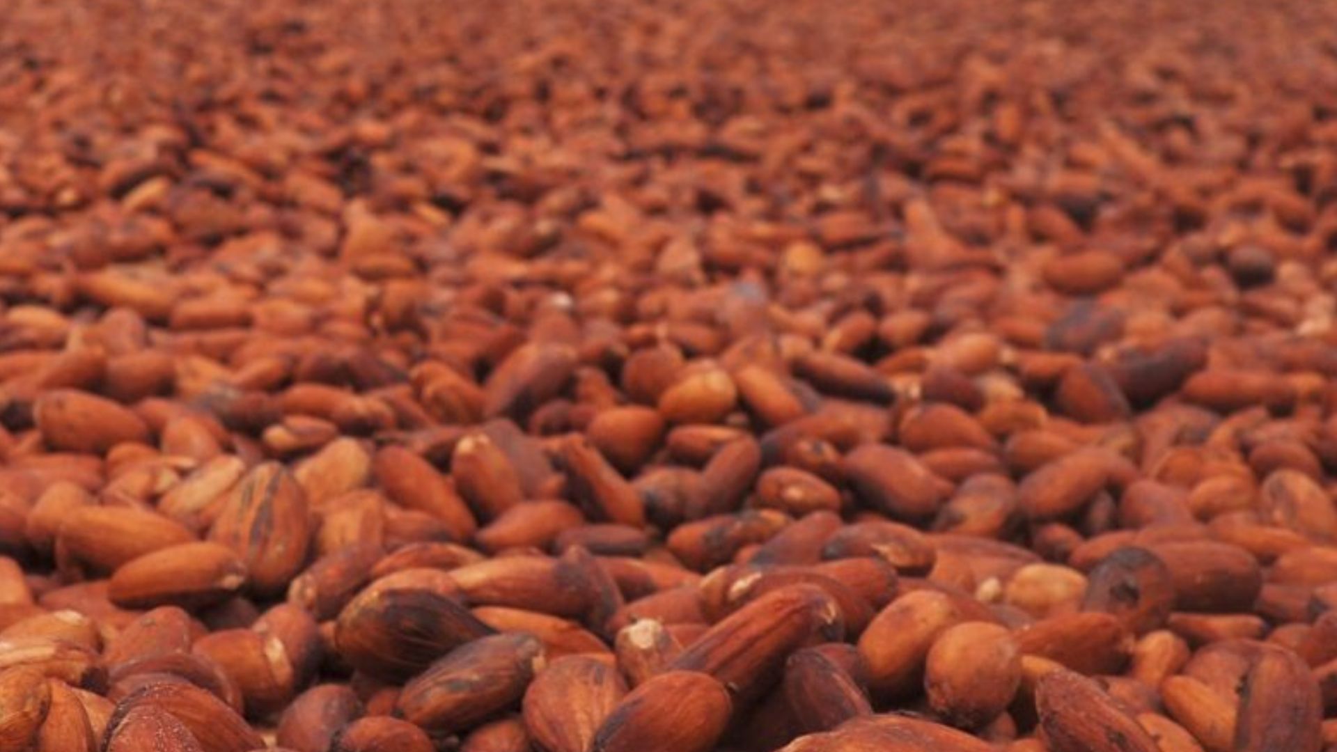Imagen de cacao por nota sobre producción en Colombia