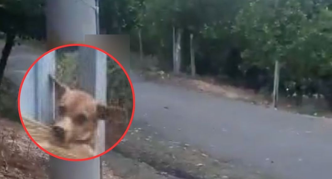 Perro fue atado con cinta por vecino en Barrancabermeja por hacer sus necesidades