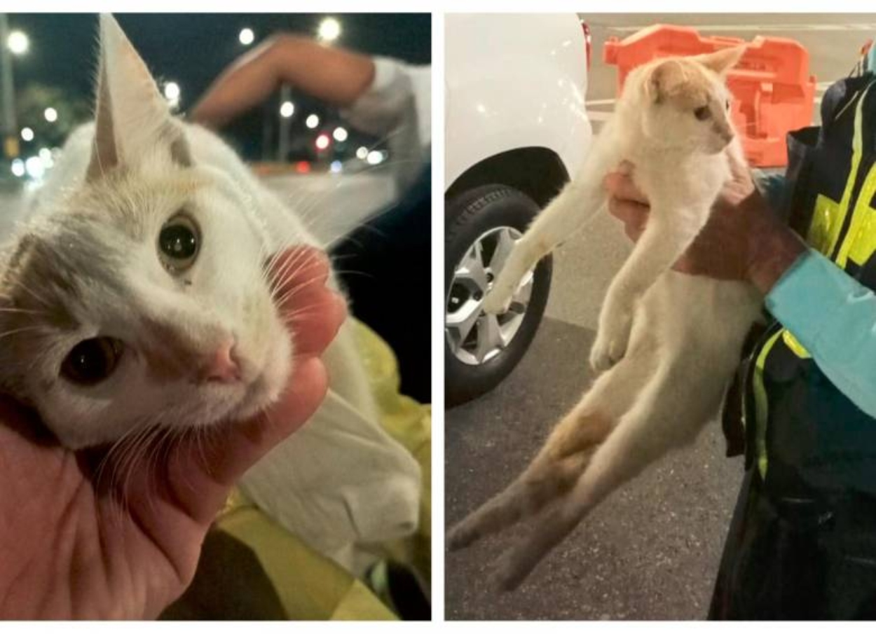 Rescate de gato abandonado que estaba atrapado en una alcantarilla paró el tráfico en La Alpujarra