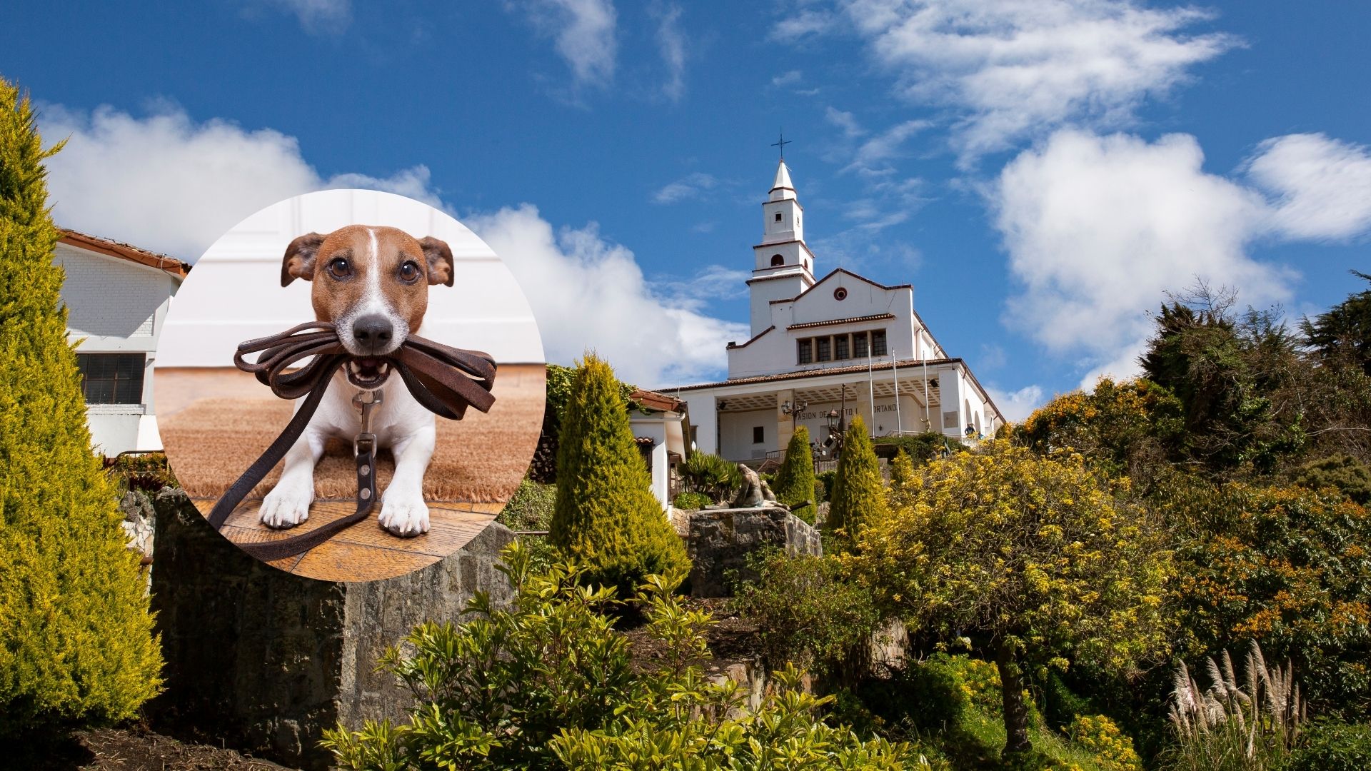 Imagen de perrito y Monserrate por nota sobre permiso para llevar mascotas a Monserrate en Semana Santa