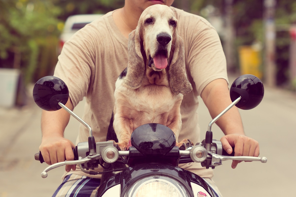  ¿Puede llevar a su gato o perro en moto en Colombia?