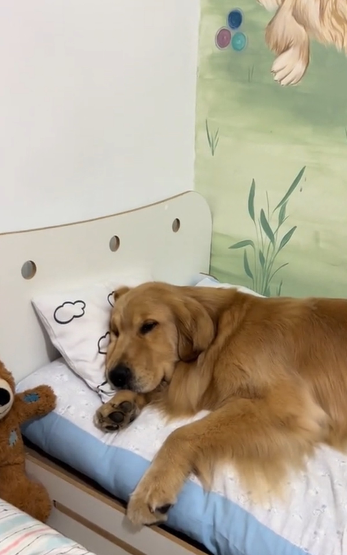¿Dónde les gusta dormir a los Golden Retriever? Perro se vuelve viral en TikTok