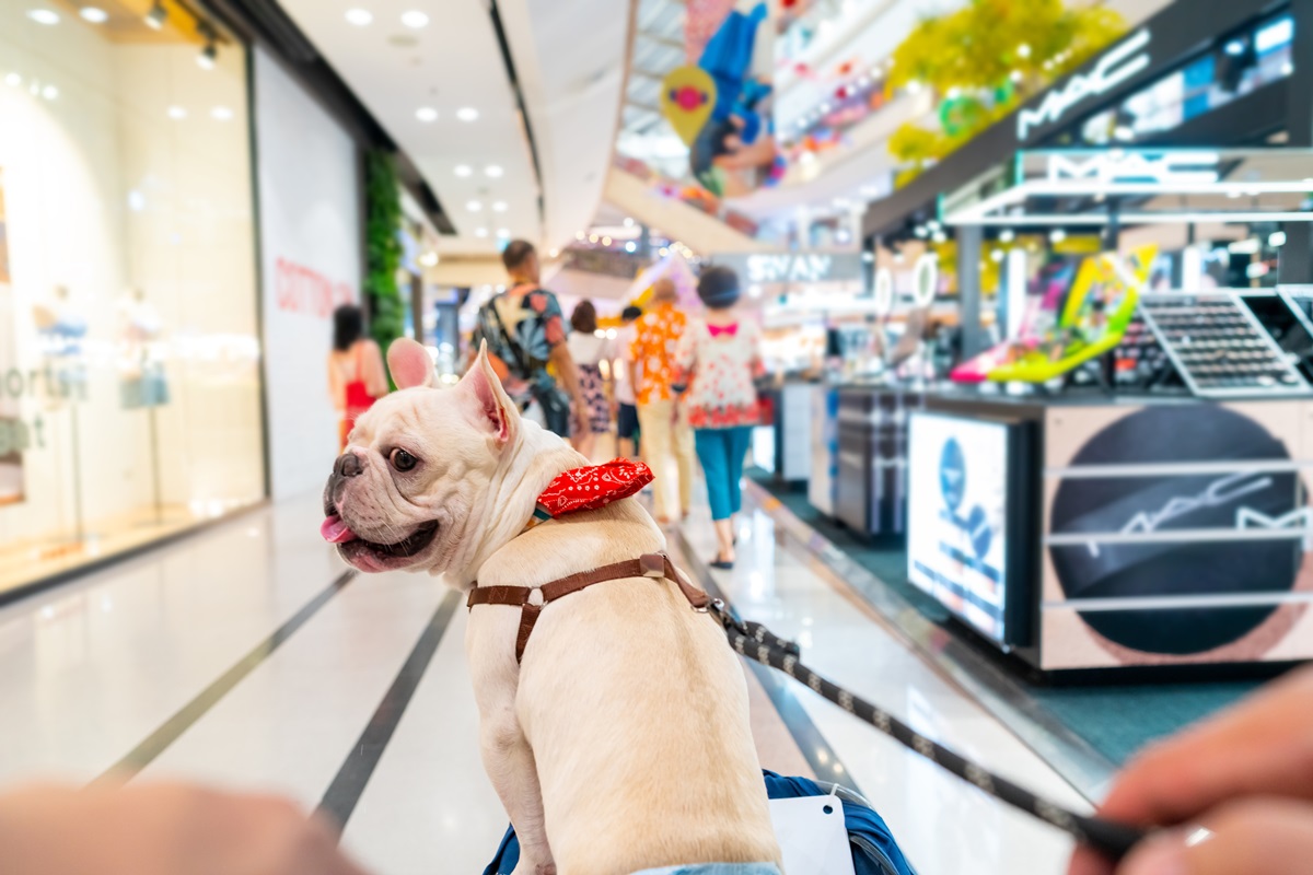 ¿Pueden entrar las mascotas a Ikea, Zara y otros centros comerciales en Bogotá?