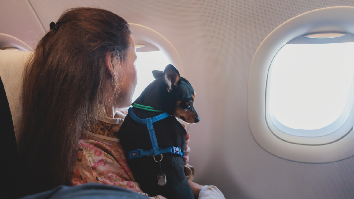 Lanzan aerolínea de lujo para perros y viajes cuestan entre 6.000 y 8.000 dólares: detalles