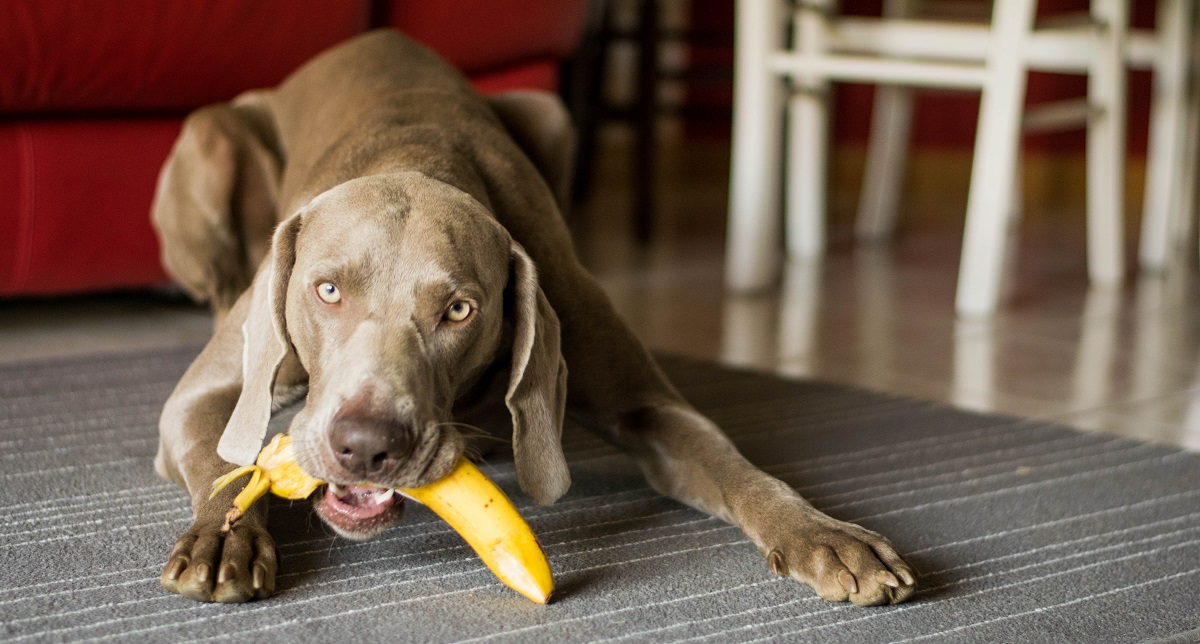 ¿Qué pasa si mi perro come un banano?