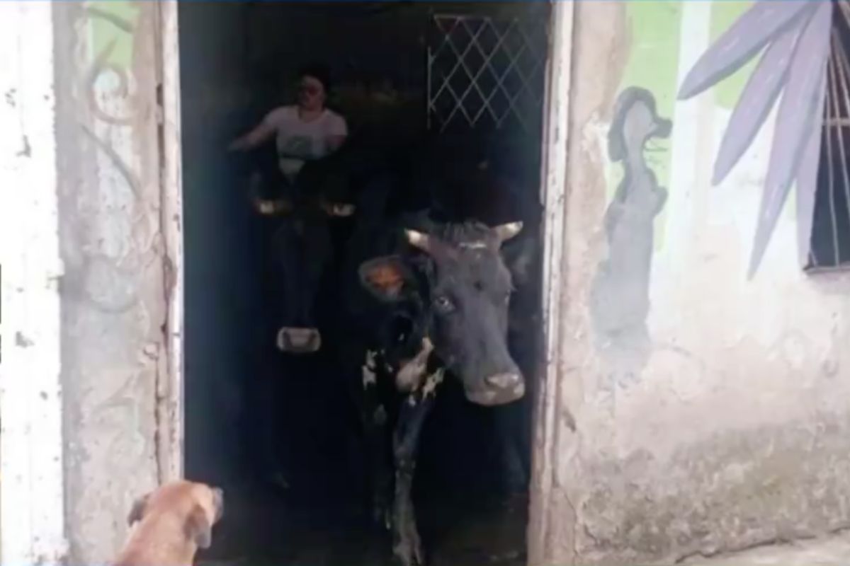 Familia en Bogotá vive con 29 vacas en su casa
