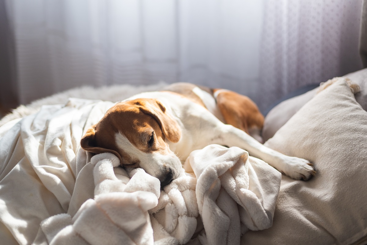 ¿Por qué no despertar a un perro cuando sueña?