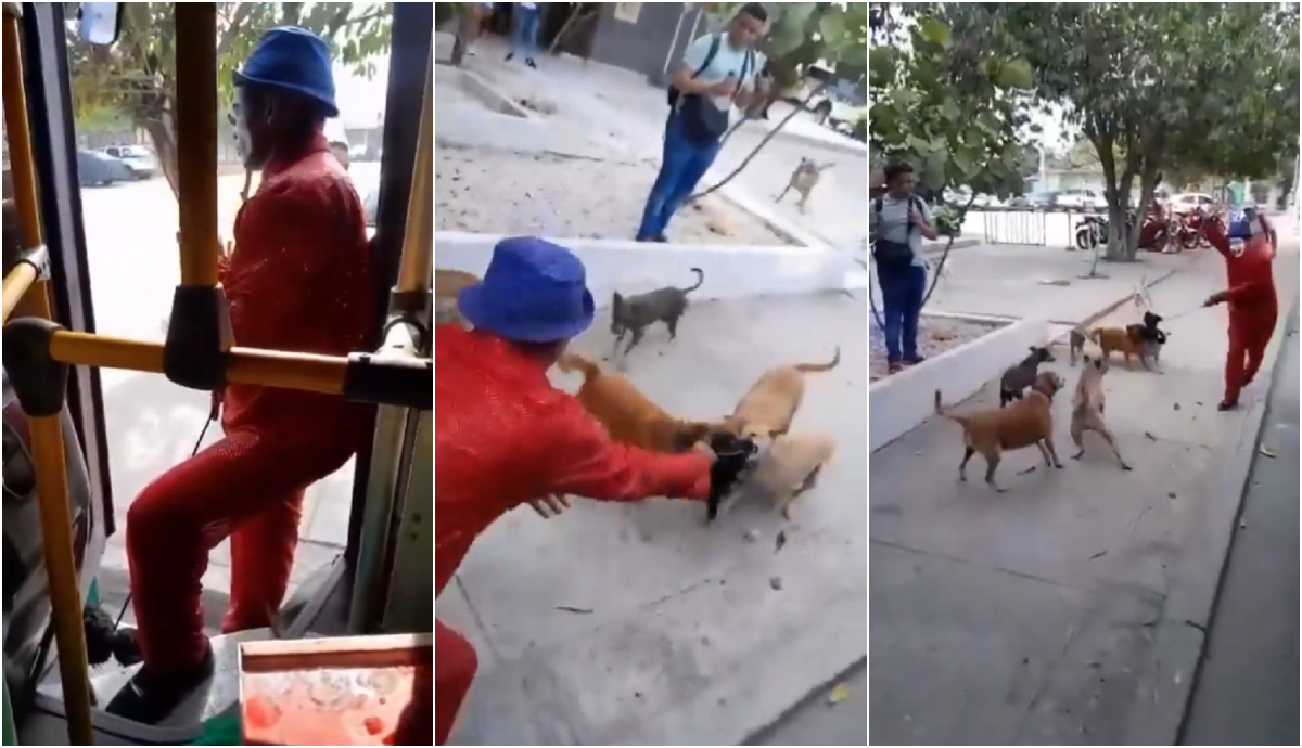 Video viral: mimo en Barranquilla se quedó sin trabajo por provocar a perros de la calle